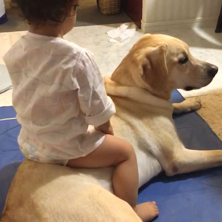 動物,犬,猫,しつけ,飼い方,育て方,病気,健康