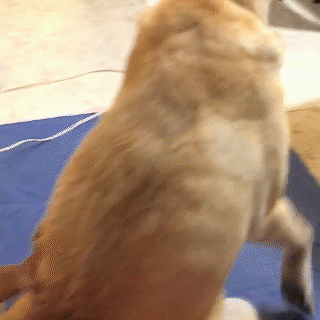 動物,犬,猫,しつけ,飼い方,育て方,病気,健康