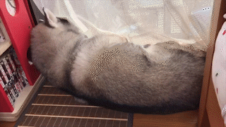 動物,犬,猫,しつけ,飼い方,育て方,病気,健康