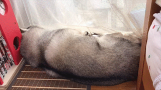 動物,犬,猫,しつけ,飼い方,育て方,病気,健康