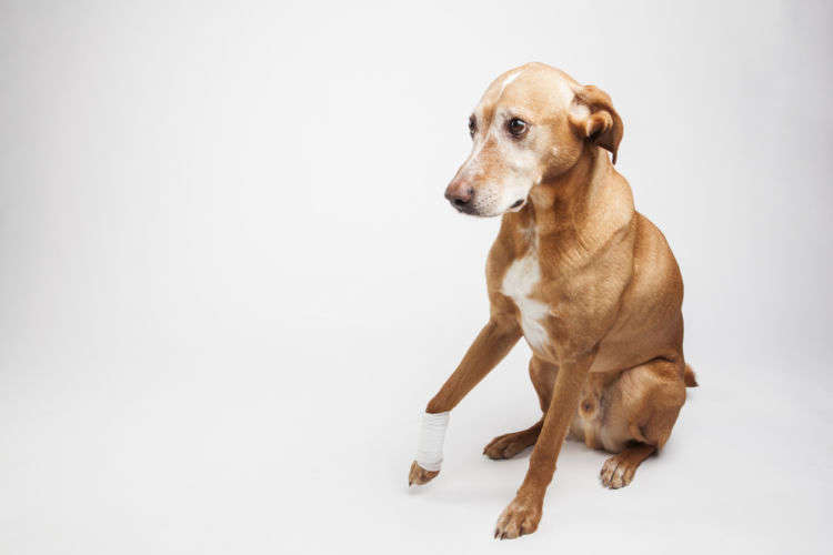 【獣医師監修】犬が足をかばう・あげる。この症状から考えられる原因や病気は?