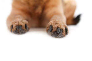 動物,犬,猫,しつけ,飼い方,育て方,病気,健康