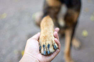 動物,犬,猫,しつけ,飼い方,育て方,病気,健康