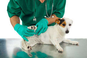 動物,犬,猫,しつけ,飼い方,育て方,病気,健康