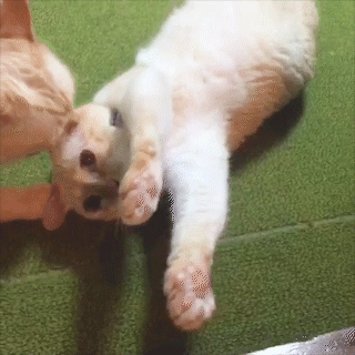 動物,犬,猫,しつけ,飼い方,育て方,病気,健康