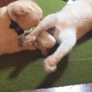 動物,犬,猫,しつけ,飼い方,育て方,病気,健康