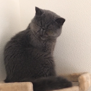 動物,犬,猫,しつけ,飼い方,育て方,病気,健康