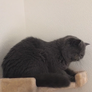 動物,犬,猫,しつけ,飼い方,育て方,病気,健康