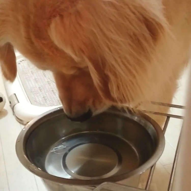動物,犬,猫,しつけ,飼い方,育て方,病気,健康