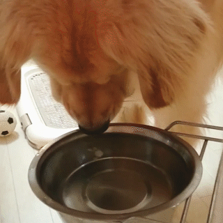 動物,犬,猫,しつけ,飼い方,育て方,病気,健康