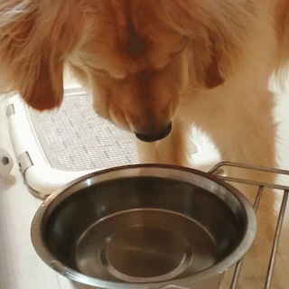 動物,犬,猫,しつけ,飼い方,育て方,病気,健康