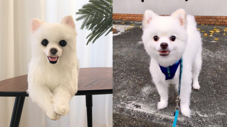 動物,犬,猫,しつけ,飼い方,育て方,病気,健康