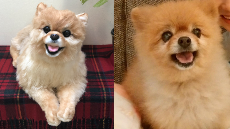 動物,犬,猫,しつけ,飼い方,育て方,病気,健康