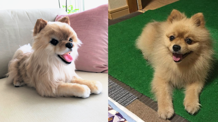 動物,犬,猫,しつけ,飼い方,育て方,病気,健康