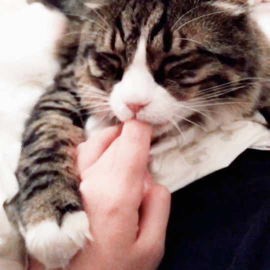 動物,犬,猫,しつけ,飼い方,育て方,病気,健康