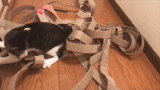 動物,犬,猫,しつけ,飼い方,育て方,病気,健康