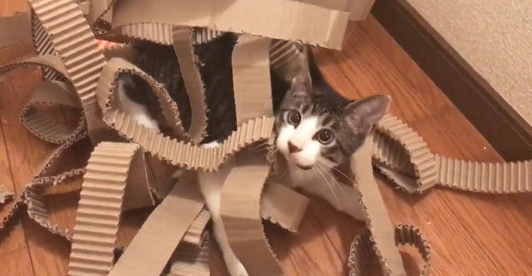 散らかったダンボールに、ヒートアップしていく猫さん! スイッチが入ると…もう止まらないッ(*´∀`)