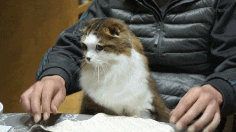 動物,犬,猫,しつけ,飼い方,育て方,病気,健康