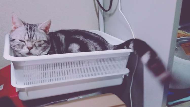 動物,犬,猫,しつけ,飼い方,育て方,病気,健康