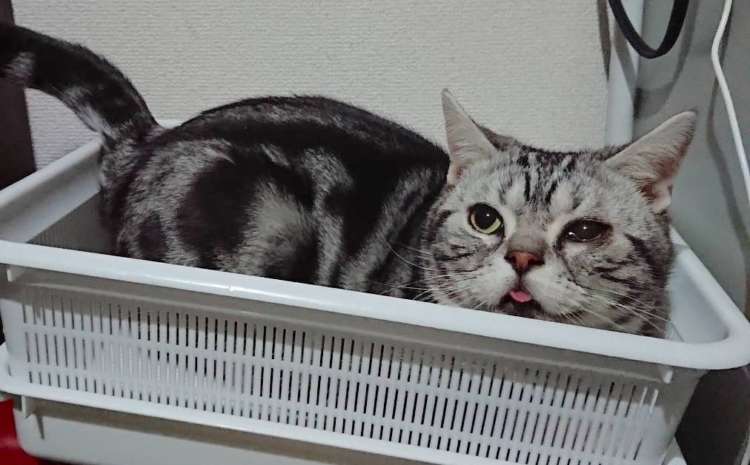 動物,犬,猫,しつけ,飼い方,育て方,病気,健康