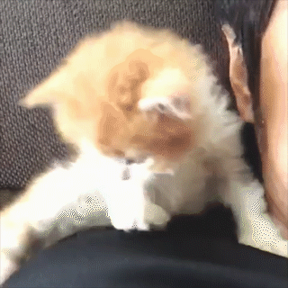 動物,犬,猫,しつけ,飼い方,育て方,病気,健康