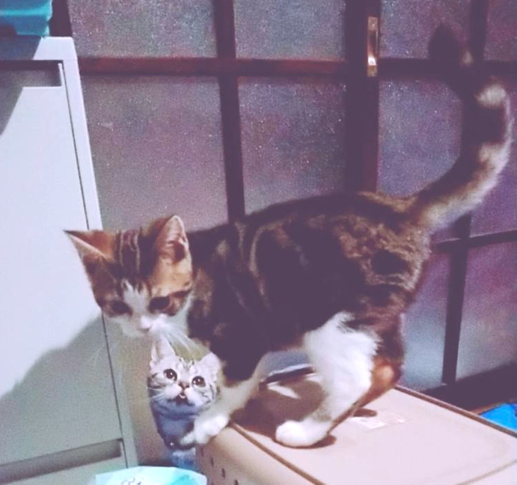 動物,犬,猫,しつけ,飼い方,育て方,病気,健康