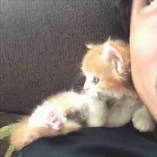 動物,犬,猫,しつけ,飼い方,育て方,病気,健康