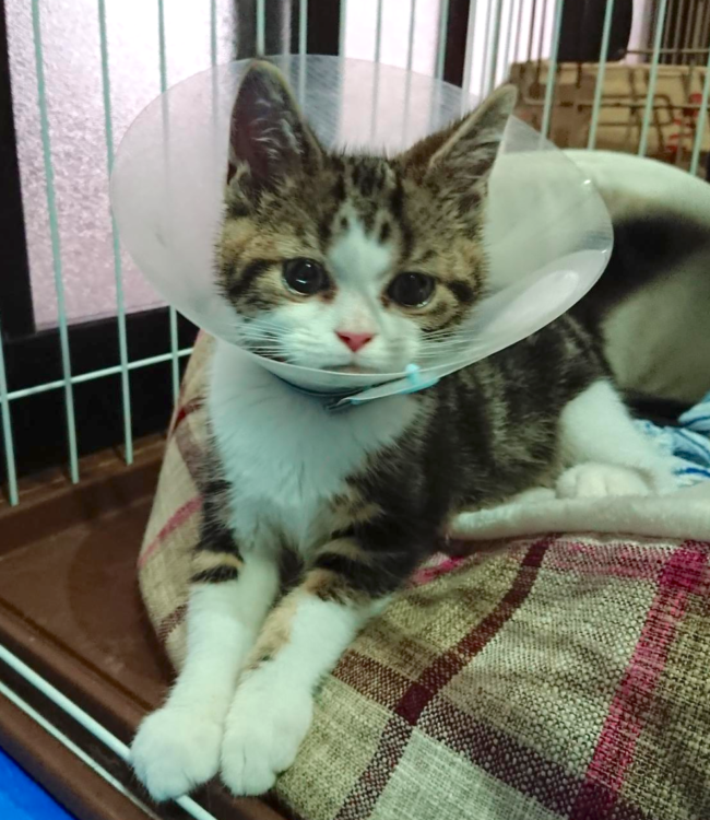 動物,犬,猫,しつけ,飼い方,育て方,病気,健康