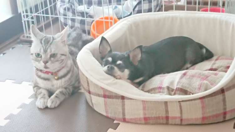 動物,犬,猫,しつけ,飼い方,育て方,病気,健康