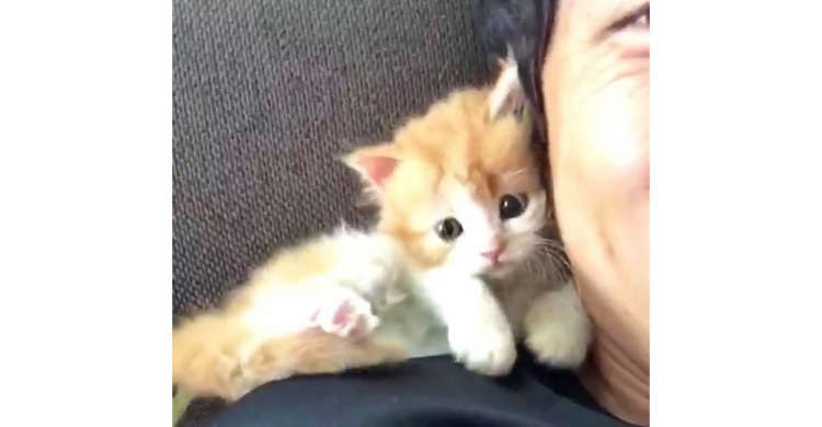 肩に乗りパパにおもいっきり求愛する子猫ちゃん。羨ましすぎる光景に、胸キュンが止まらない(*´ω`)♪