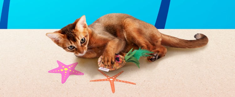 PECOBOX for Cats 8月号「ビーチリゾート」受付中♪愛猫のプレゼントについて解説!