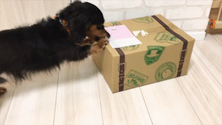 動物,犬,猫,しつけ,飼い方,育て方,病気,健康