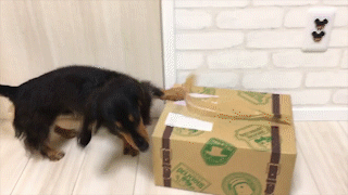 動物,犬,猫,しつけ,飼い方,育て方,病気,健康