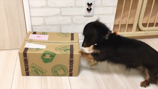 動物,犬,猫,しつけ,飼い方,育て方,病気,健康