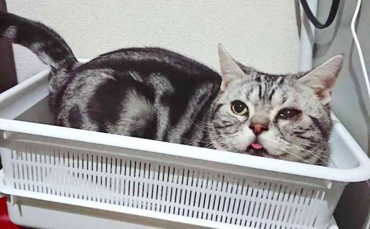 「すっかり甘えん坊になりました」保護された1匹の猫が出会った、あたたかい家族