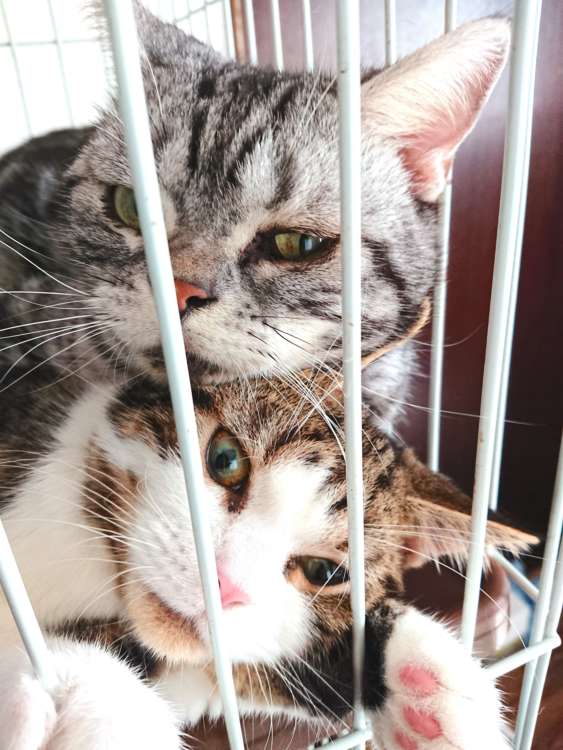 動物,犬,猫,しつけ,飼い方,育て方,病気,健康