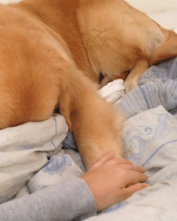 動物,犬,猫,しつけ,飼い方,育て方,病気,健康