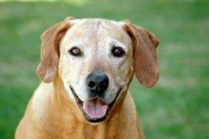 動物,犬,猫,しつけ,飼い方,育て方,病気,健康