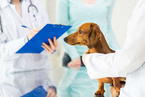 動物,犬,猫,しつけ,飼い方,育て方,病気,健康