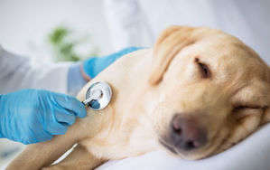 動物,犬,猫,しつけ,飼い方,育て方,病気,健康