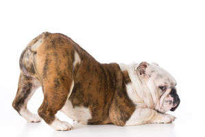 動物,犬,猫,しつけ,飼い方,育て方,病気,健康