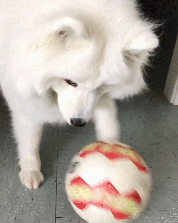 動物,犬,猫,しつけ,飼い方,育て方,病気,健康
