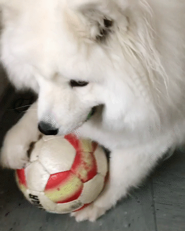 動物,犬,猫,しつけ,飼い方,育て方,病気,健康