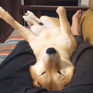 動物,犬,猫,しつけ,飼い方,育て方,病気,健康