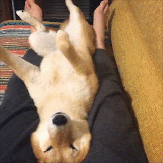 動物,犬,猫,しつけ,飼い方,育て方,病気,健康