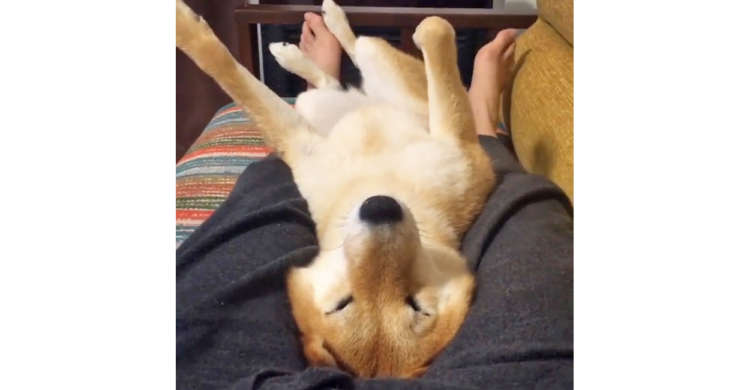 【ママの膝は揺りかご♪】足の間でゆら〜ゆら〜っと揺られる柴犬さん。幸せそうな様子にいやされる…。