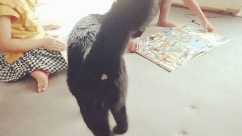 動物,犬,猫,しつけ,飼い方,育て方,病気,健康