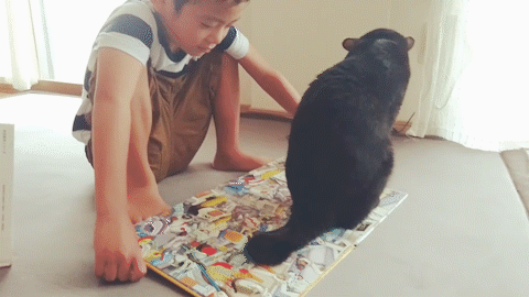 動物,犬,猫,しつけ,飼い方,育て方,病気,健康