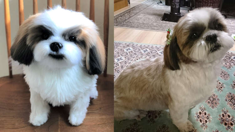 動物,犬,猫,しつけ,飼い方,育て方,病気,健康
