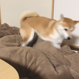 動物,犬,猫,しつけ,飼い方,育て方,病気,健康